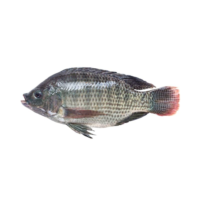 Tilapia Fish