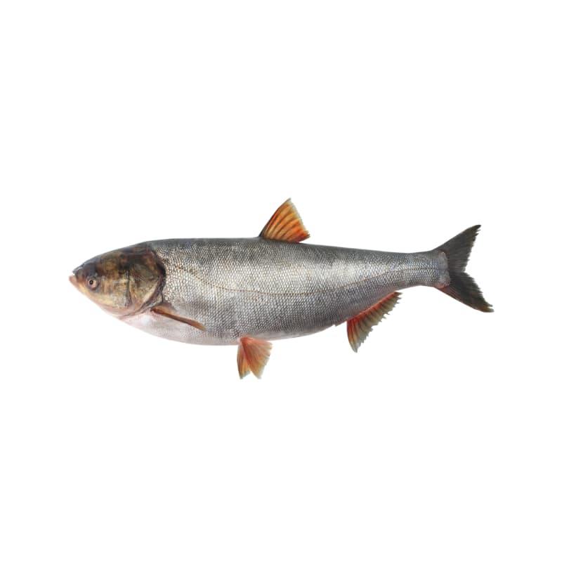 Silver Carp fish