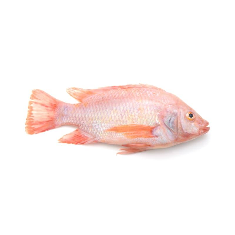 Red Tilapia Fish