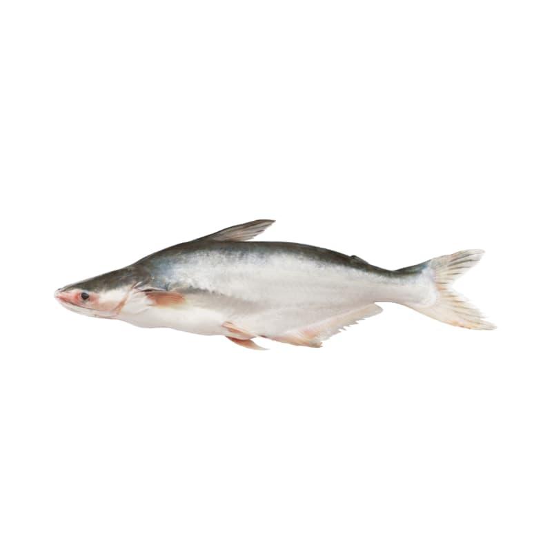 Pangasius fish